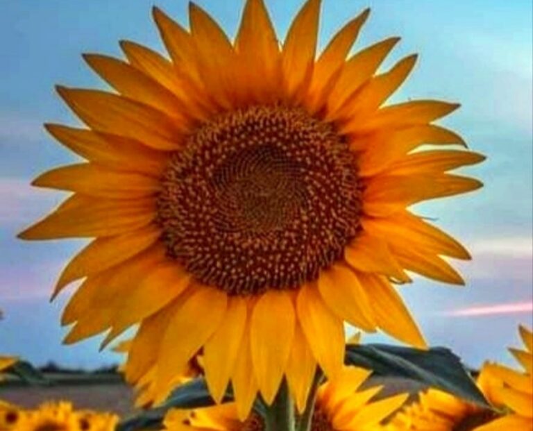 Suncokretu u julu